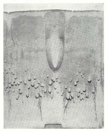 Michaelmas (1% silver nitrate & 1% iron sulfate), 1947